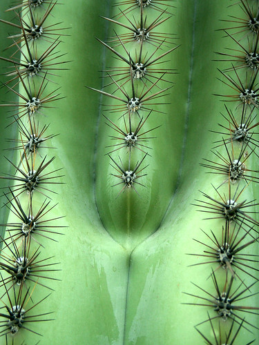 Sensual Saguaro, Detail by cobalt123