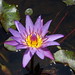 Purple Lotus (DSCN1136)