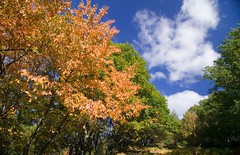 Otoño - Autumn