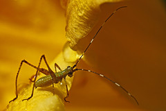 Grasshoppers/Katydids/Crickets