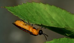 Bugs & Beetles 2008