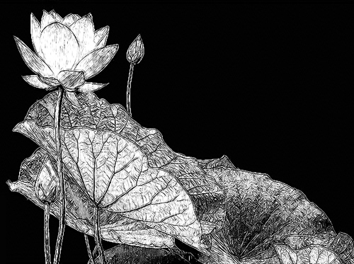 Lotus Flower Sketch Pencil Drawing Photo Based