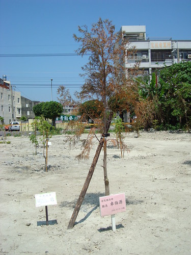 行道樹在重重桎梏下再加上未養護，即使是縣長種下的台灣肖楠，仍難逃萎縮命運。（攝影：蔡嘉陽）