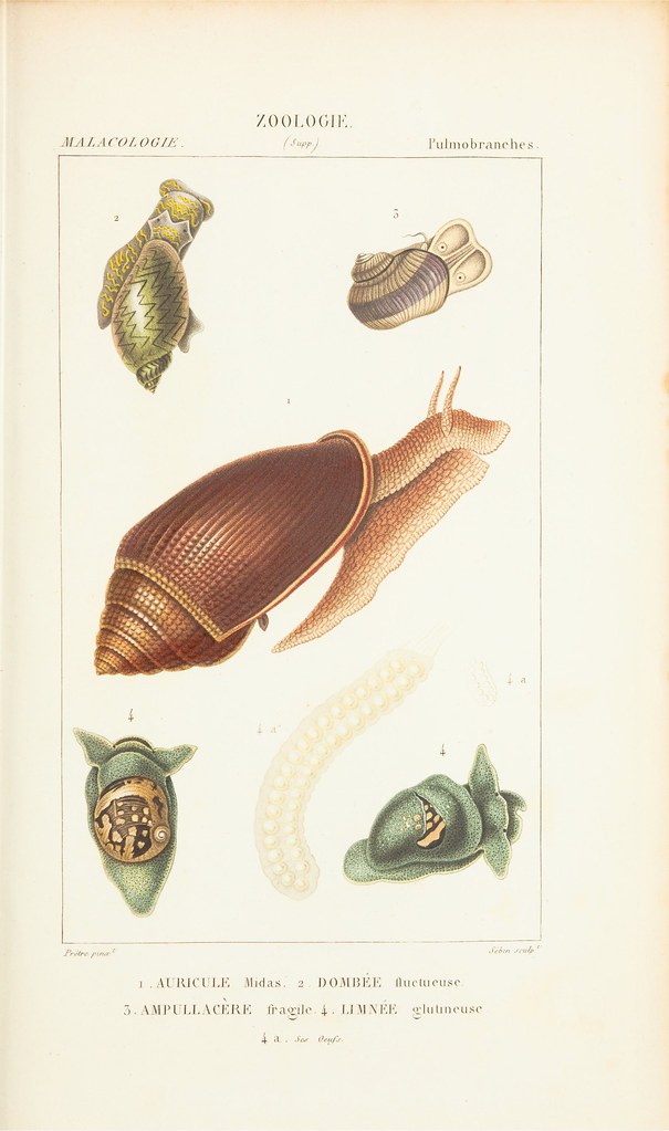 molluscs - gastropods or snails