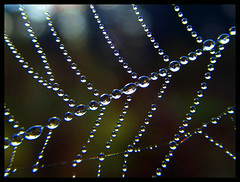 Spiders and Webs
