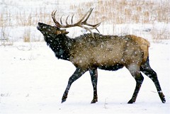 Washington Elk