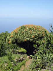 La Palma 2008