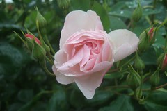 Rose tendre