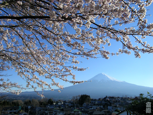 Cherry blossoms（Mt.Fuji/富士山)