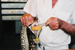 Bill Hasst - Miami Serpentarium - 2000