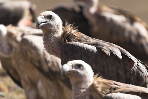 Sky burial vultures