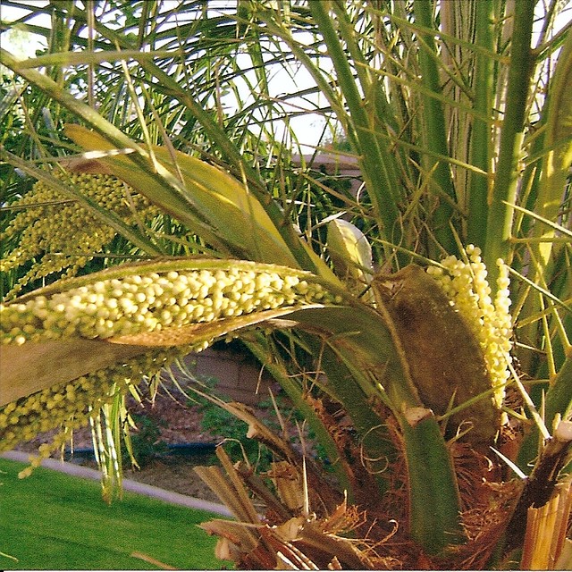 Seed Pods On Palm Tree Flickr Photo Sharing 