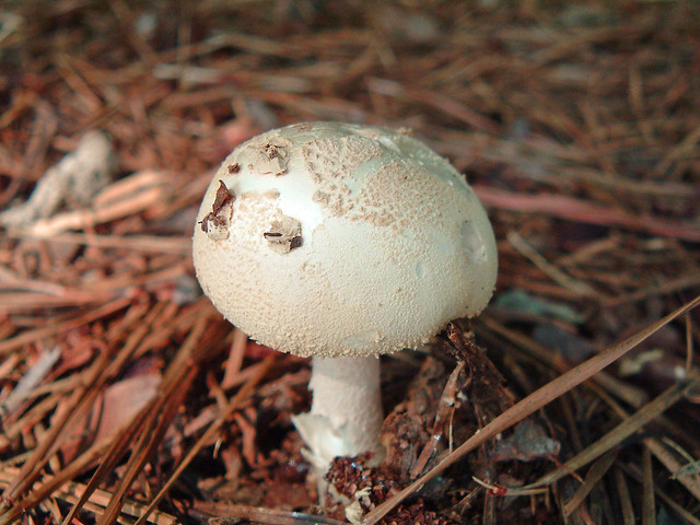Georgia Mushrooms - Flickr - Photo Sharing!