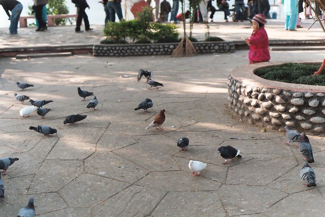 god like pigeons on wedding Isle The pigeon is a god in Hinduism