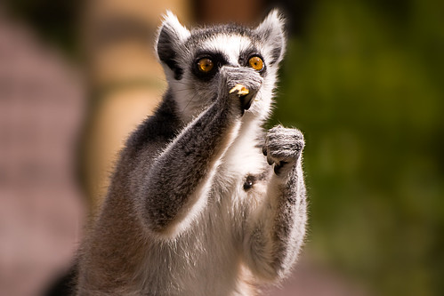 Lemur Boxing - 無料写真検索fotoq