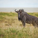 Wildebeest in Etosha National Park