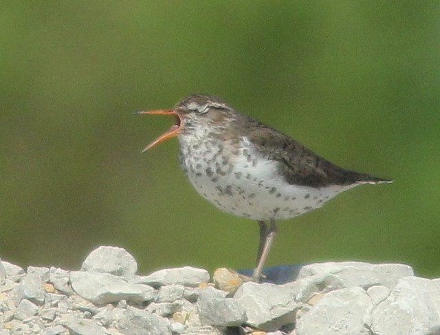 Spotted Sandpiper singing 20110522