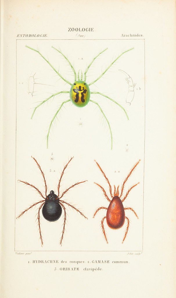 spider species