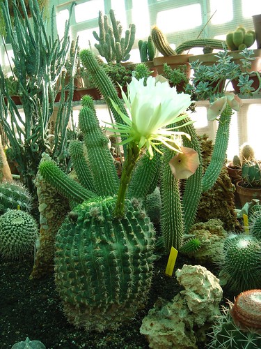 El racó dels cactus. by asac_cactus