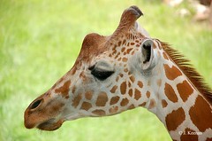 Giraffidae - Giraffe & Okapi