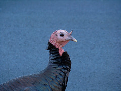 Wild Turkey in Brighton, Ma.
