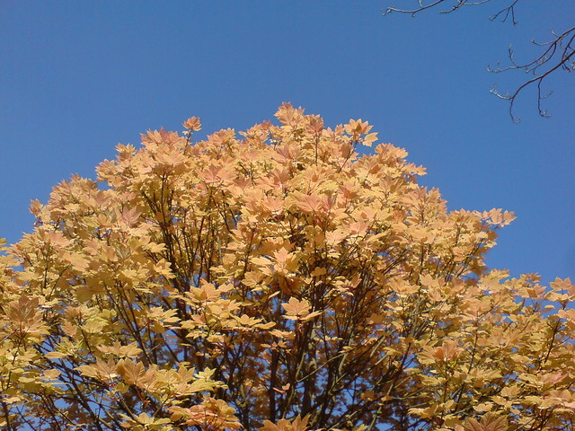 Acer pseudoplatanus ´Brilliantissimum´