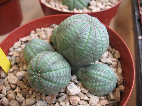Euphorbia symmetrica by joeysplanting