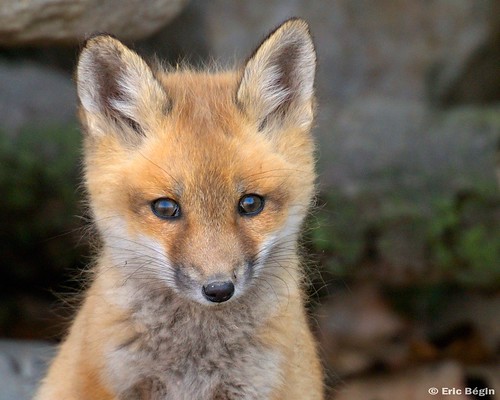 Red fox pup ( wild )