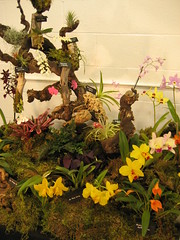 Preparing for the Fascination of Orchids 2008