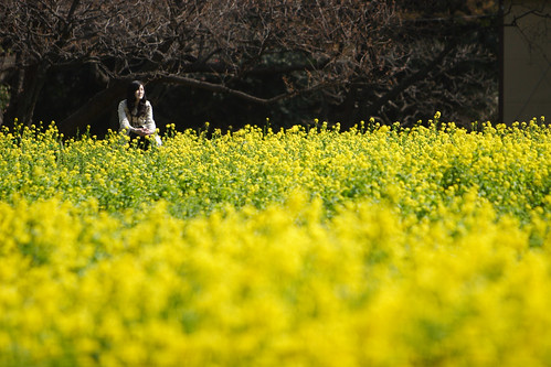 Photo:Flower Field By:mrhayata