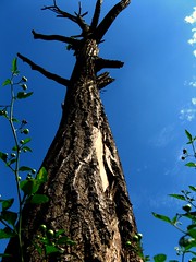 belos troncos