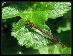Odonata/Coenagrionidae