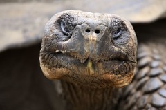 Galapagos- Reptiles