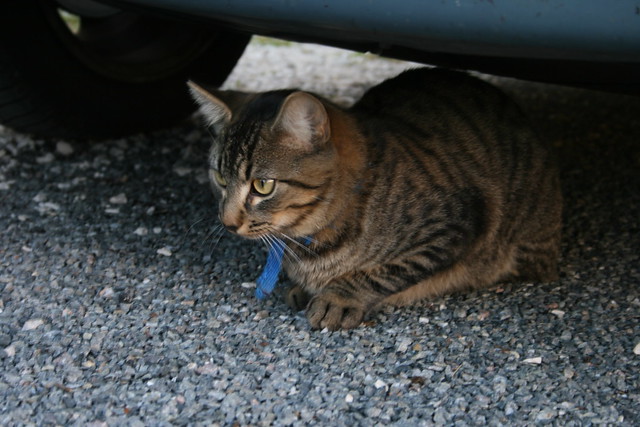 Cat in the Street of Rocamadour