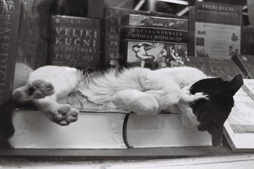 cat in book store