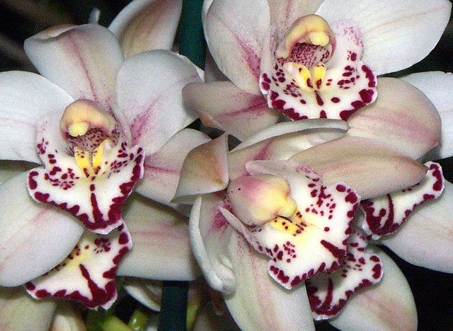 Cymbidium Castle of Mey 'Cooksbridge Pinkie' hybrid orchid, 1st bloom 2-07*
