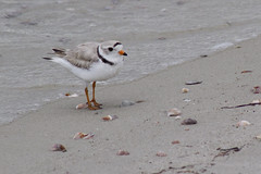20110603 - Piping Plovers and Chicks