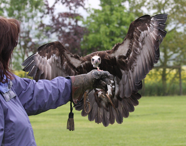 Rodney - Hooded vulture