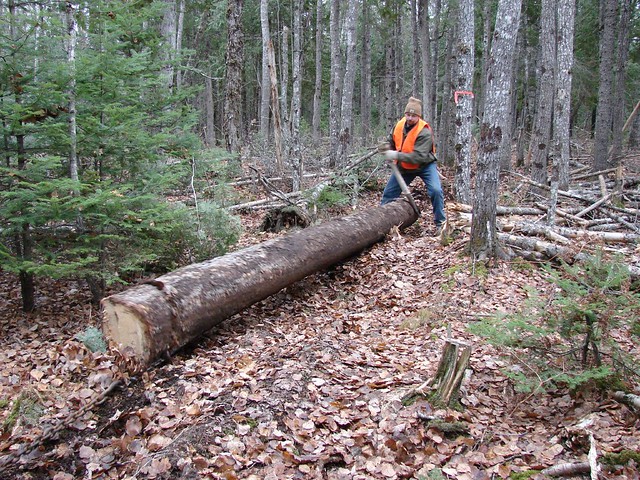 old fashioned logging