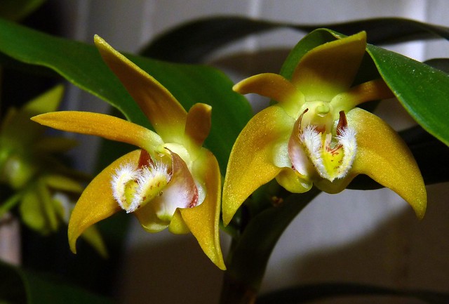 Dendrobium fleckeri orchid species  