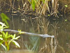 Crocodylus siamensis