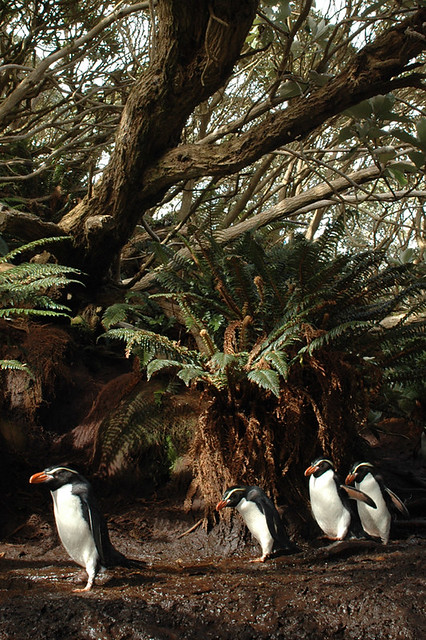 Snares Crested Penguin in Olearia Forest