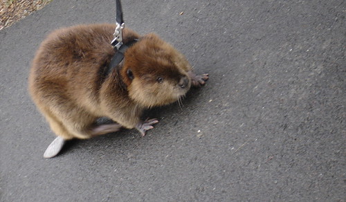 Bushy Beaver a Walkin'