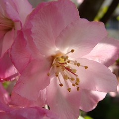 A Garden of Peach Blossoms