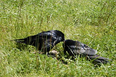 Ravens Making Out
