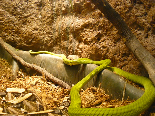Reptiles & Amphibia, Museum of Science, Boston by skasuga