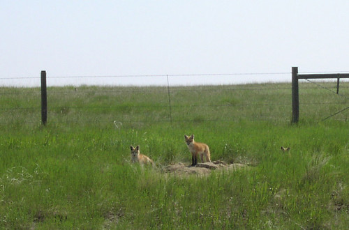 Red fox family (Vulpes vulpes), Montana