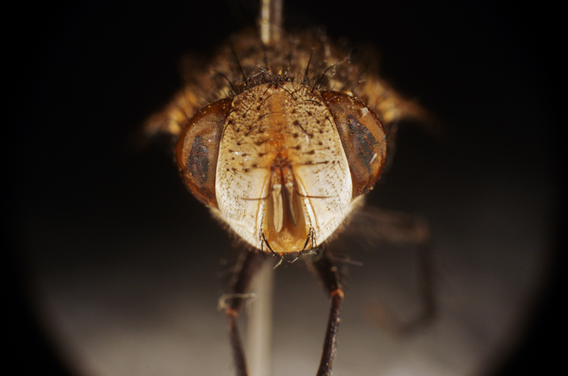 From the series "Portraits of Pinned Insects"