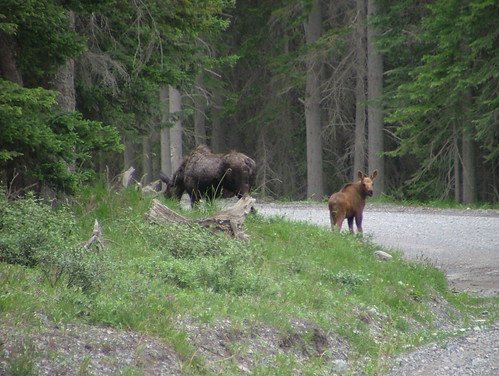 moose with calf