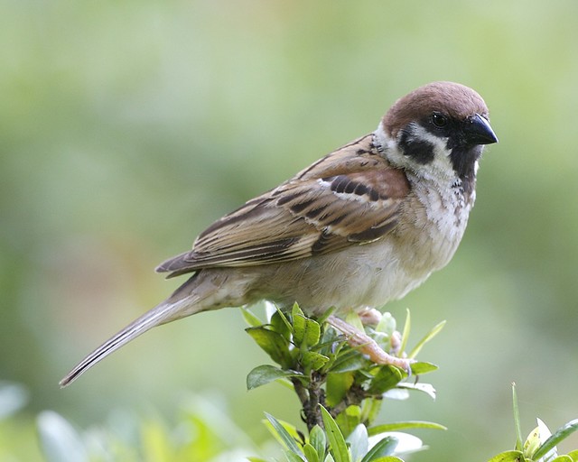 Eurasian Tree Sparrow  (Passer montanus malaccensis)